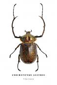 cheirotonus gestroi